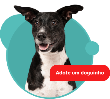 Banner de um cachorro