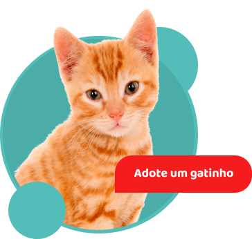 Banner de um gato